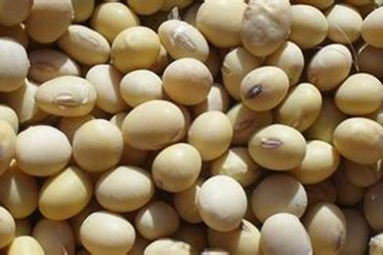 黄豆施什么肥比较好