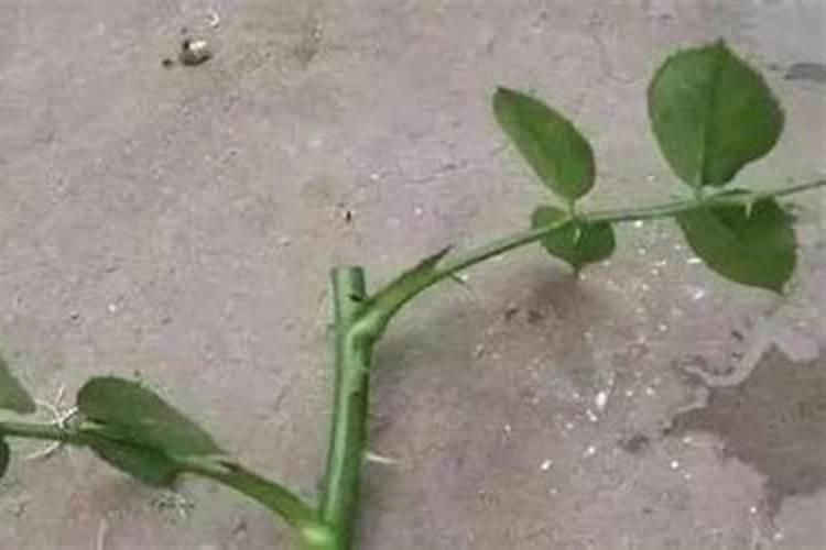 文竹什么季节施肥最好 施肥多少合适