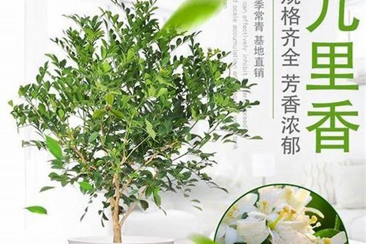 九里香移栽后养护管理