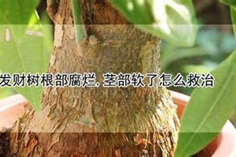 发财树怎么养护用什么肥生根 发财树如何养护用什么肥生根