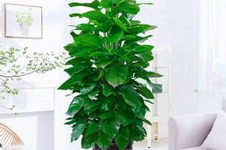 草莓不开花的原因是什么 如何解决草莓开花难