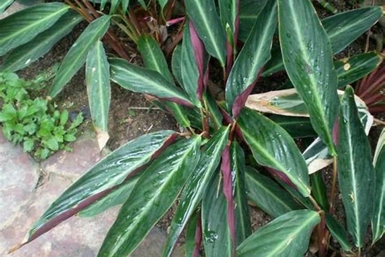 兰花有花苞时可以施花多多2号吗？