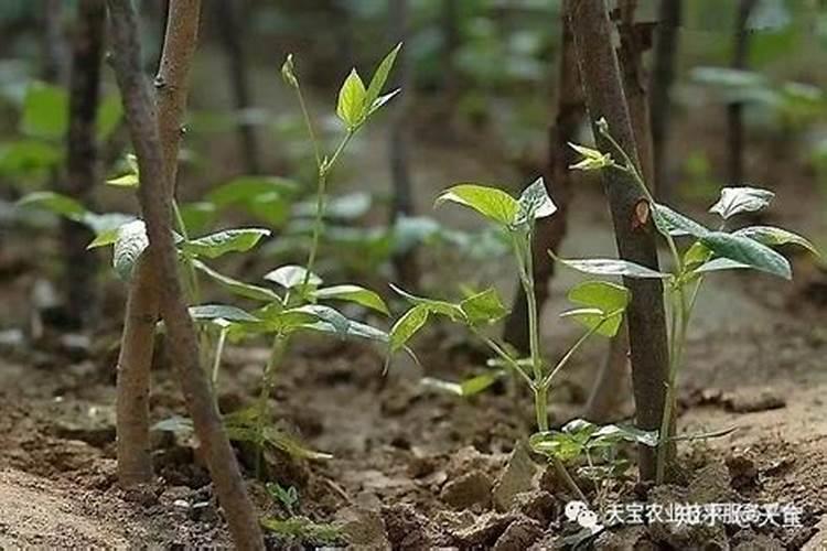 豆角最忌什么肥料