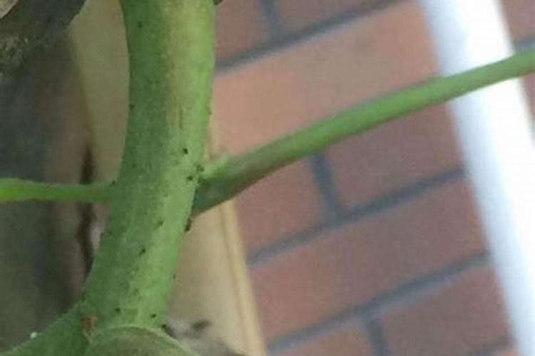 钙过量会对葡葡开花产生怎样的影响？