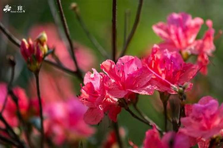 杜鹃花可以用什么肥 杜鹃花怎么施肥