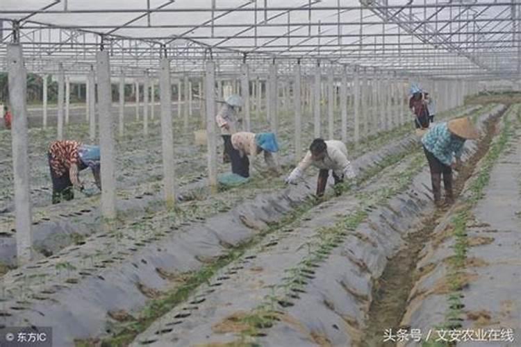 腐植酸水溶肥是什么肥料 腐植酸水溶肥料的作用有哪些