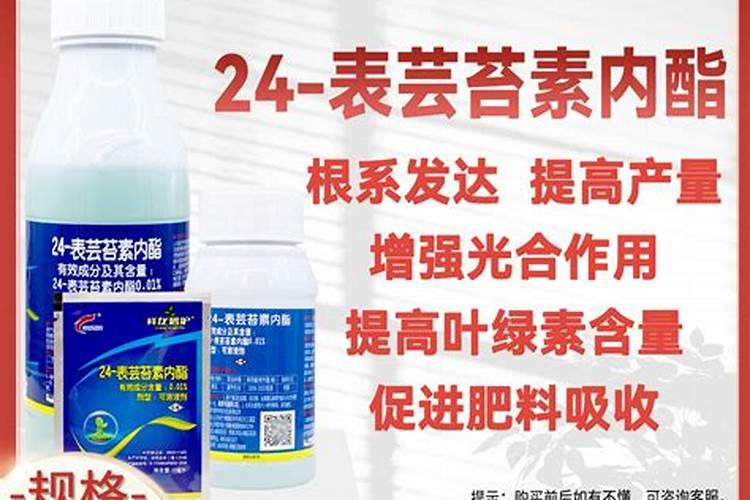 芸苔素能促进生根吗