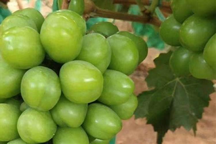 阳光玫瑰葡萄喂碳铵可以滴灌吗