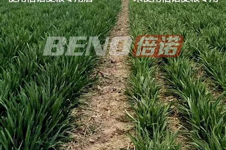 四川陶然农业的金秋砂糖桔苗木适合什么时候种植？