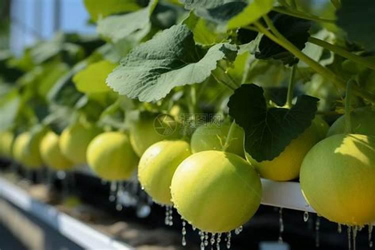 一般的蔬菜瓜果要用到什么肥料