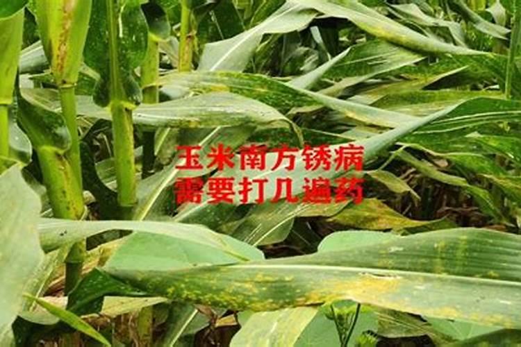 玉米这昰得了什么病了吗