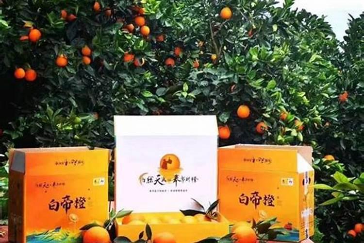 【脐橙】 脐橙什么时候上市 脐橙的功效与作用禁忌 种植脐橙能赚多少钱...