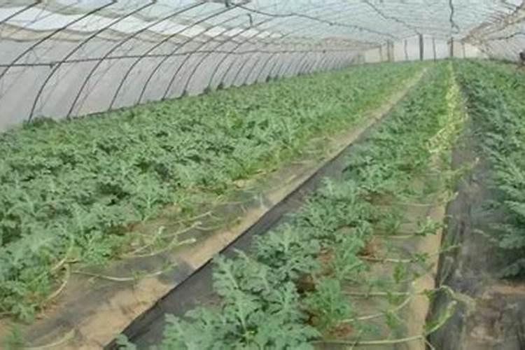 西瓜定植几天可施肥 施碳氨多少？