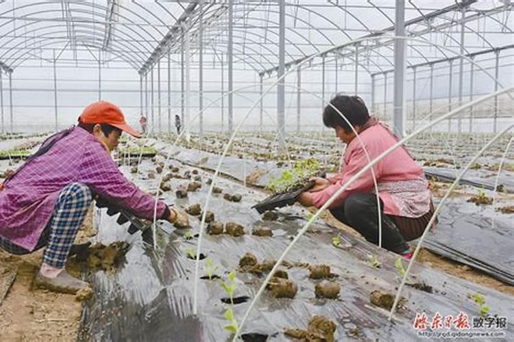 西瓜定植几天可施肥施碳氨多少？