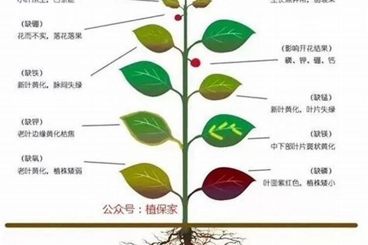 太空莲什么时候种八月份太空莲管理方法