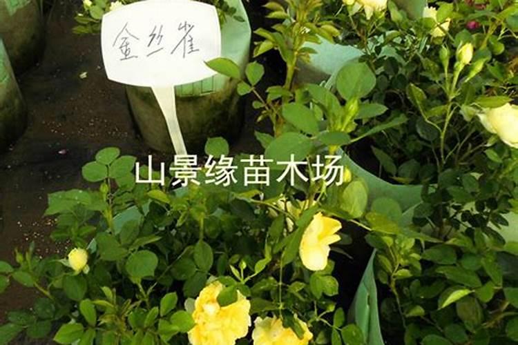 月季开花用什么肥
