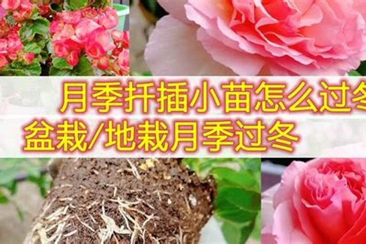 月季施什么肥(两种方案)