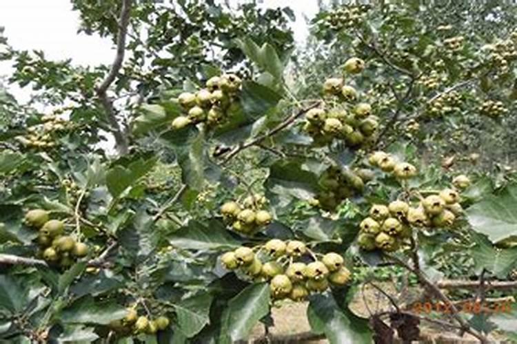 芋头膨大期用什么肥料
