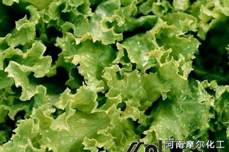 意大利生菜施肥要点