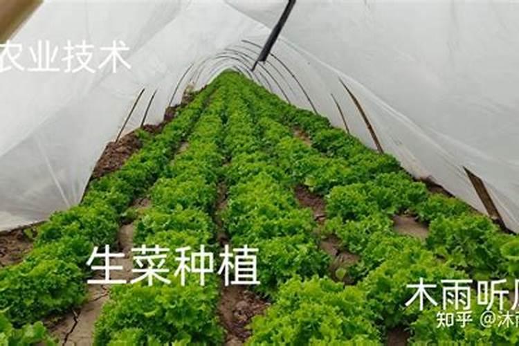 生菜追肥用什么肥料见效快(种生菜用什么肥料冲施最好)