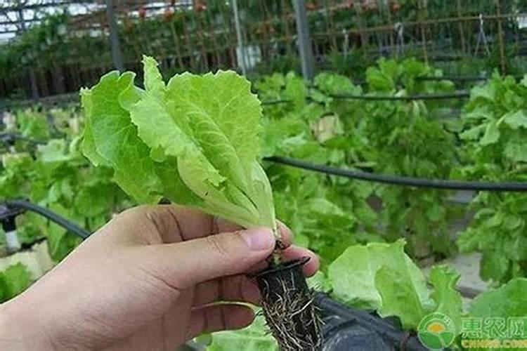 生菜肥料施用的技巧