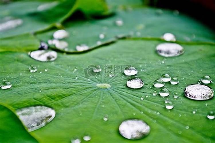 养荷花的水里长绿毛怎么办？