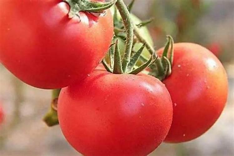 番茄喜肥吗 喜欢施什么肥料
