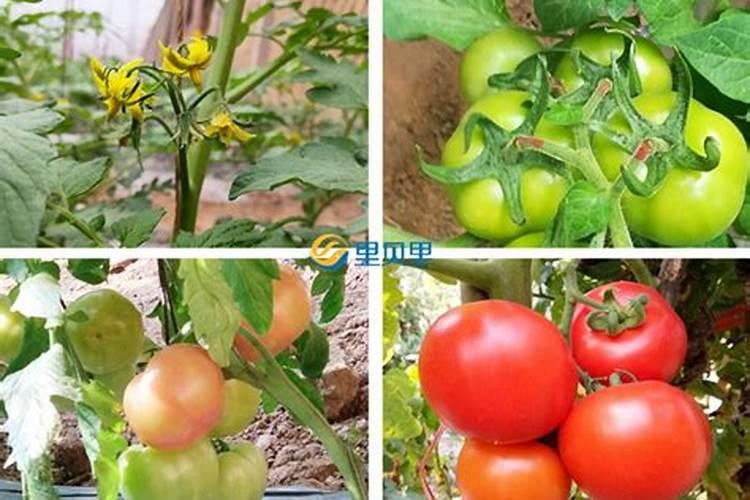 西红柿的种植用什么肥料好