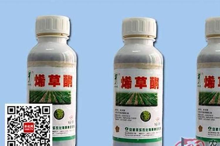 樱桃蕃茄如何反季节种植？栽培过程中有哪些技术？
