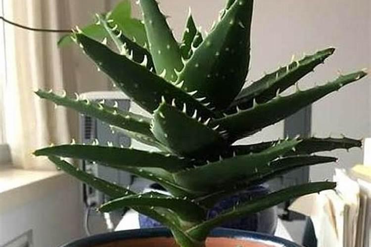 库拉索芦荟怎么养才能更旺盛