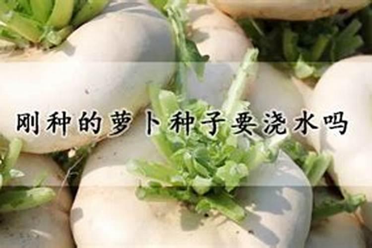 白萝卜追施什么肥料好 如何施肥提高产量