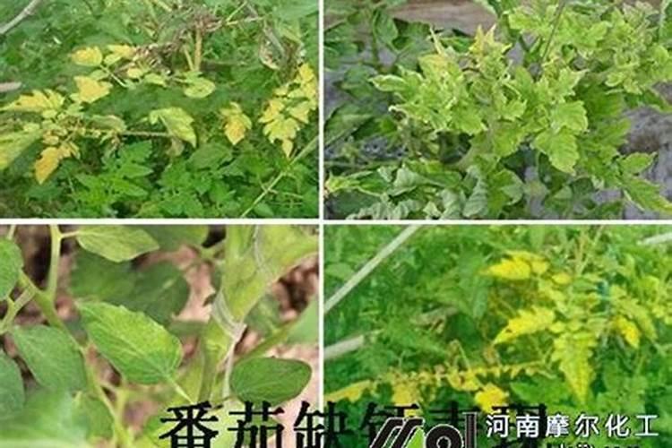 磷酸二氢钾和氮肥能一起用吗