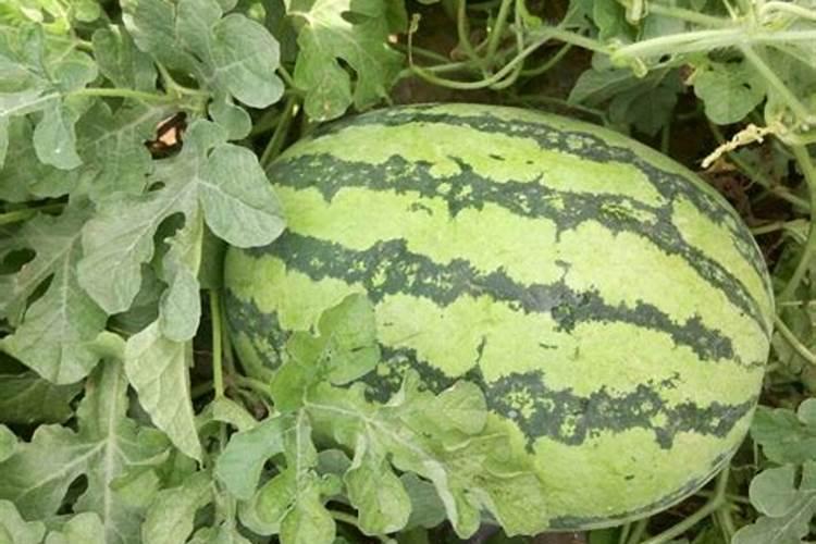 葡萄树底下种什么蔬菜好？