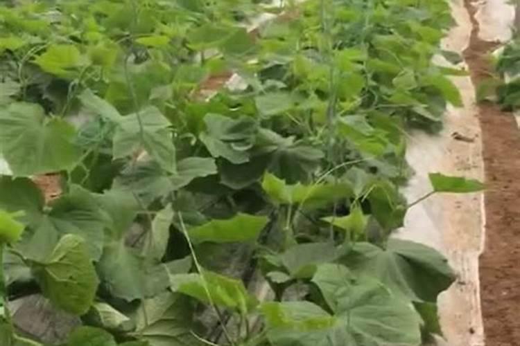 黄瓜冲什么肥料黑又亮