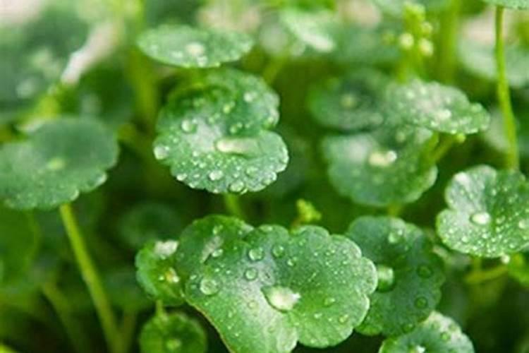 铜钱草怎么施肥