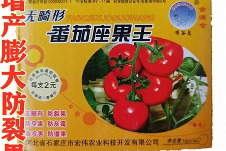 西红柿青皮果怎么治 西红柿青皮果的治疗方法
