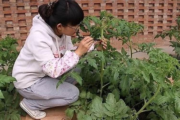黄瓜蘸花药能配硼肥吗