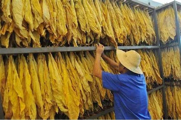 磷肥有哪些 磷肥有哪些种类