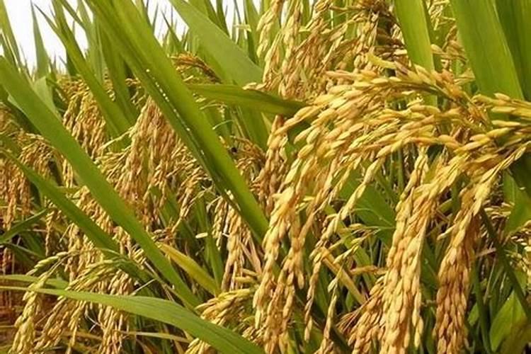 什么是鱼蛋白肥料,鱼蛋白肥料作用及