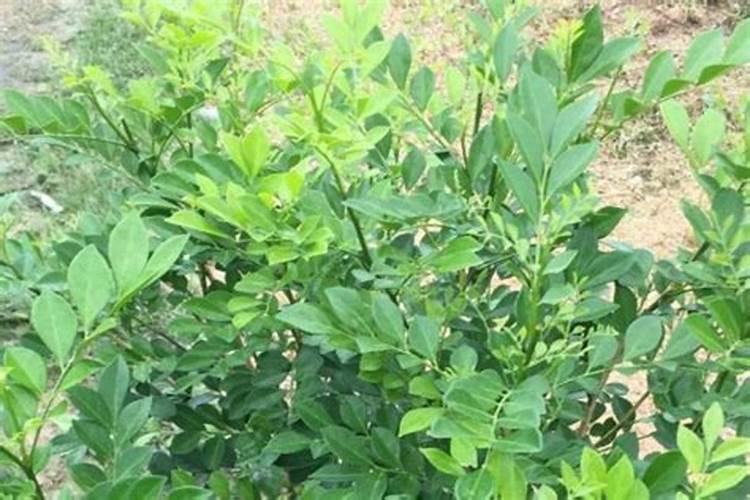多肉可以用什么肥料,多肉植物喜欢什么肥料(图)