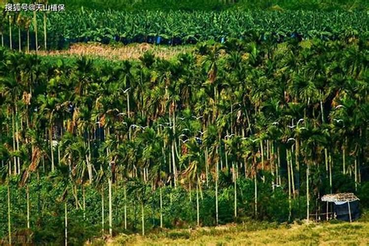 中量元素水溶肥是什么肥料