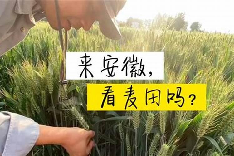 麦子上什么肥料好