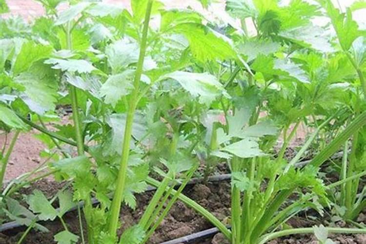 芹菜什么时候用钙肥 怎么使用效果好