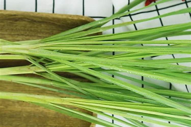 适合在室内养的驱蚊植物