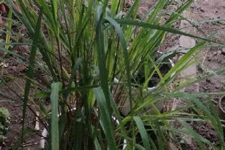 这4种草是蚊蝇克星,家里养1盆,开窗时,没有一只敢往屋里飞