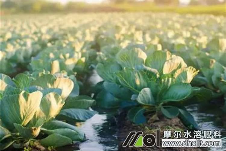 冲施肥不化是什么原因