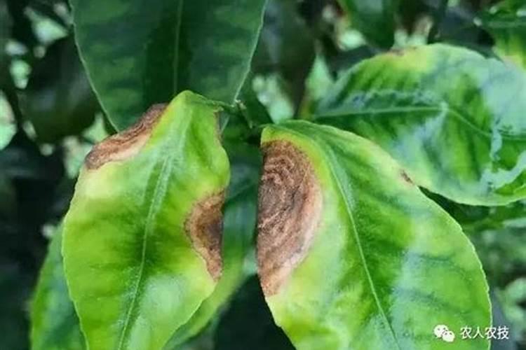 果树杀菌药有哪些