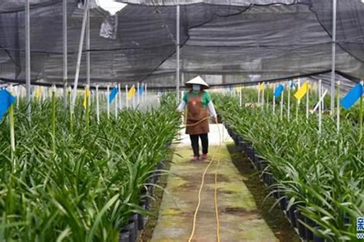 绿百威大量元素水溶肥可以用在兰花吗？