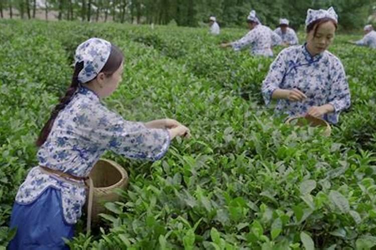 茶叶的用肥方法
