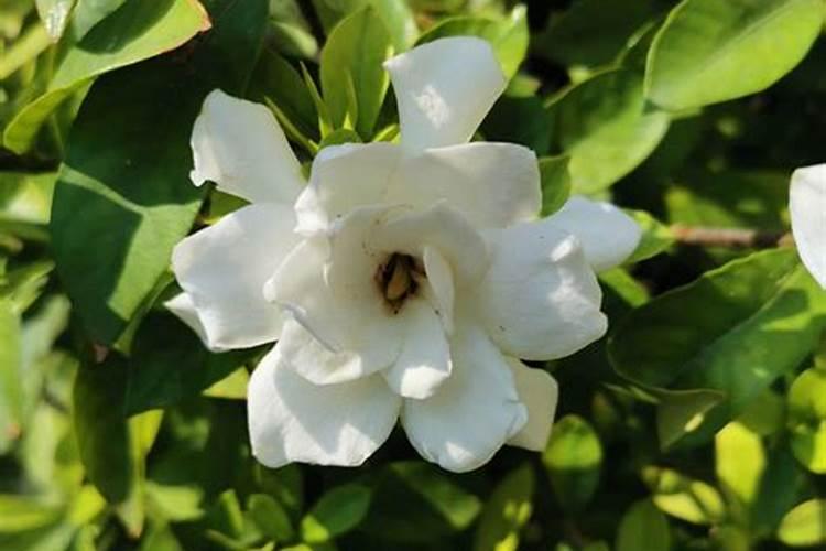 栀子花怎么养 栀子养殖注意事项 栀子花叶子发黄的原因及处理方法